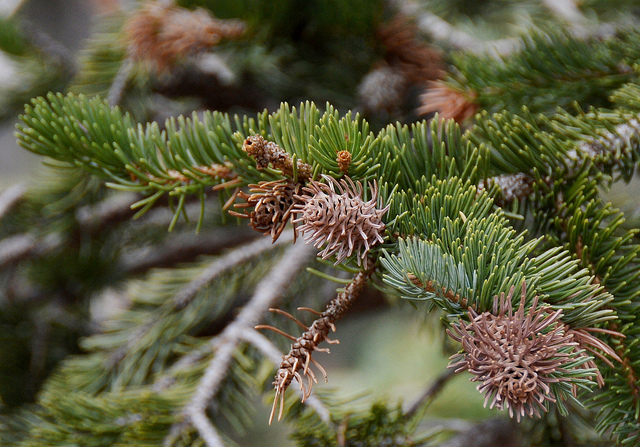 Cooley Spruce Gall Adelgid
