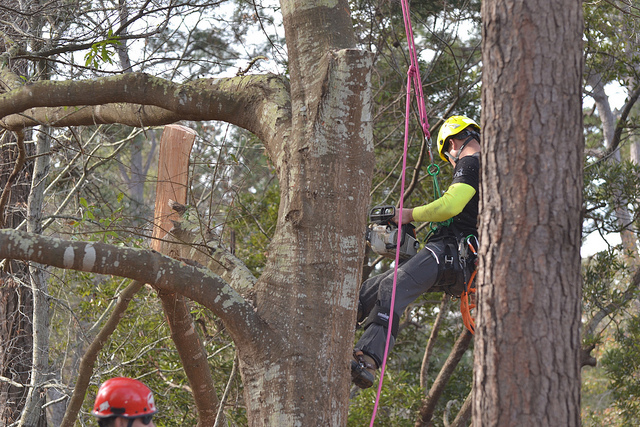 Dead and Decayed Trees Must be Removed