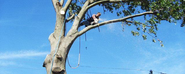 Don’t Remove Trees on Your Own – Always Ask Professionals for Help!