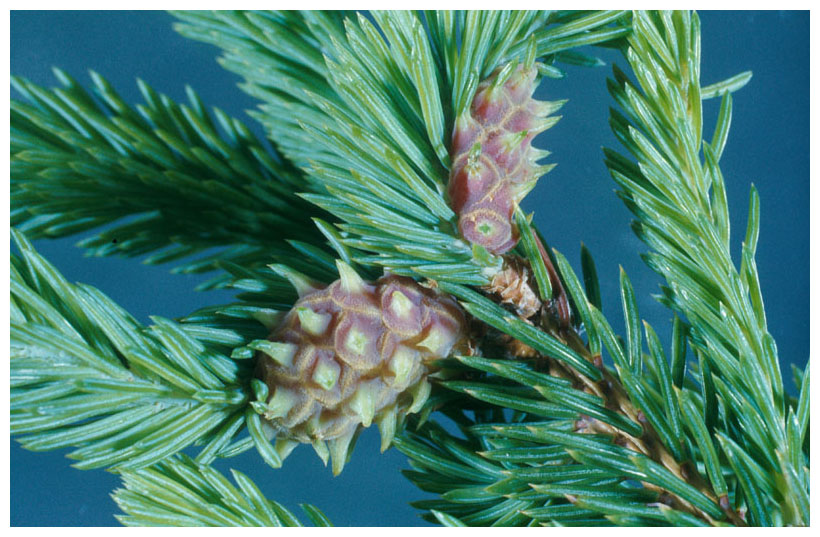 Eastern Spruce Gall Adelgid