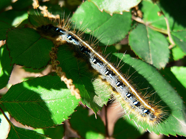 Eastern Tent Caterpillar