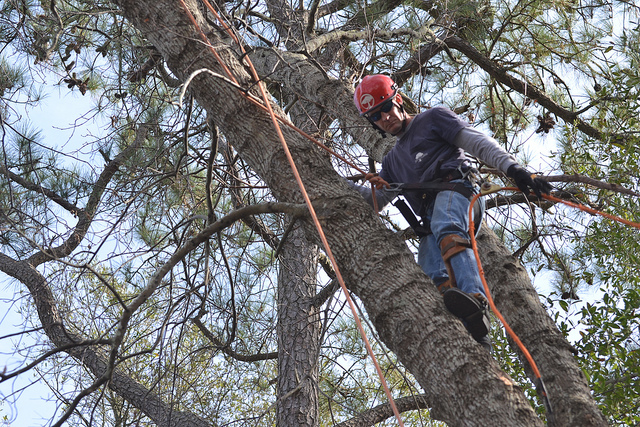 Emergency Tree Removal Services