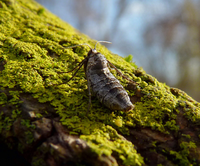Fall Cankerworm
