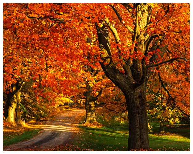 Maple Tree with Fall Foliage, Port William, Nova Scotia, Canada --- Image by © Barrett & MacKay/All Canada Photos/Corbis