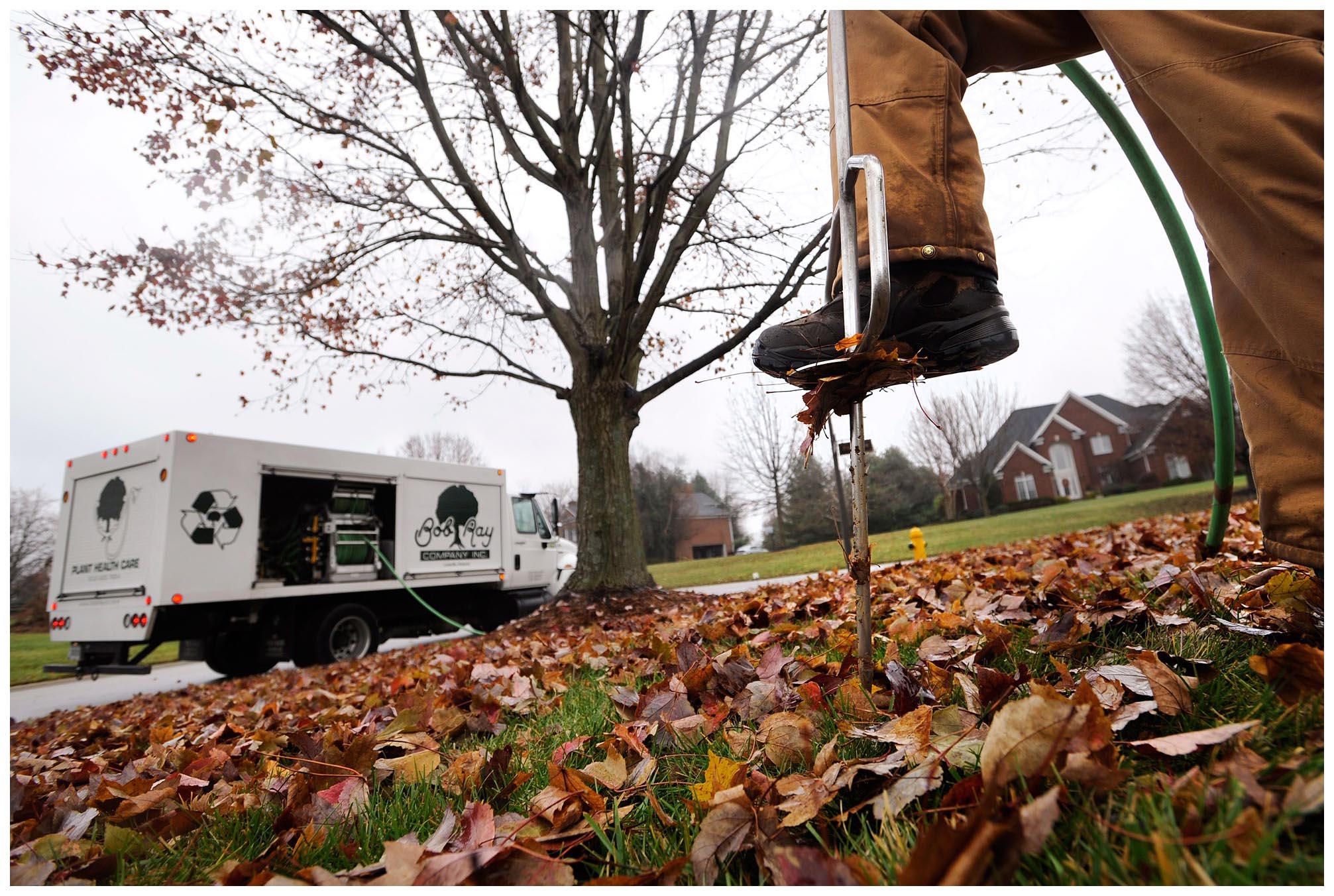 Fall Tree Fertilization