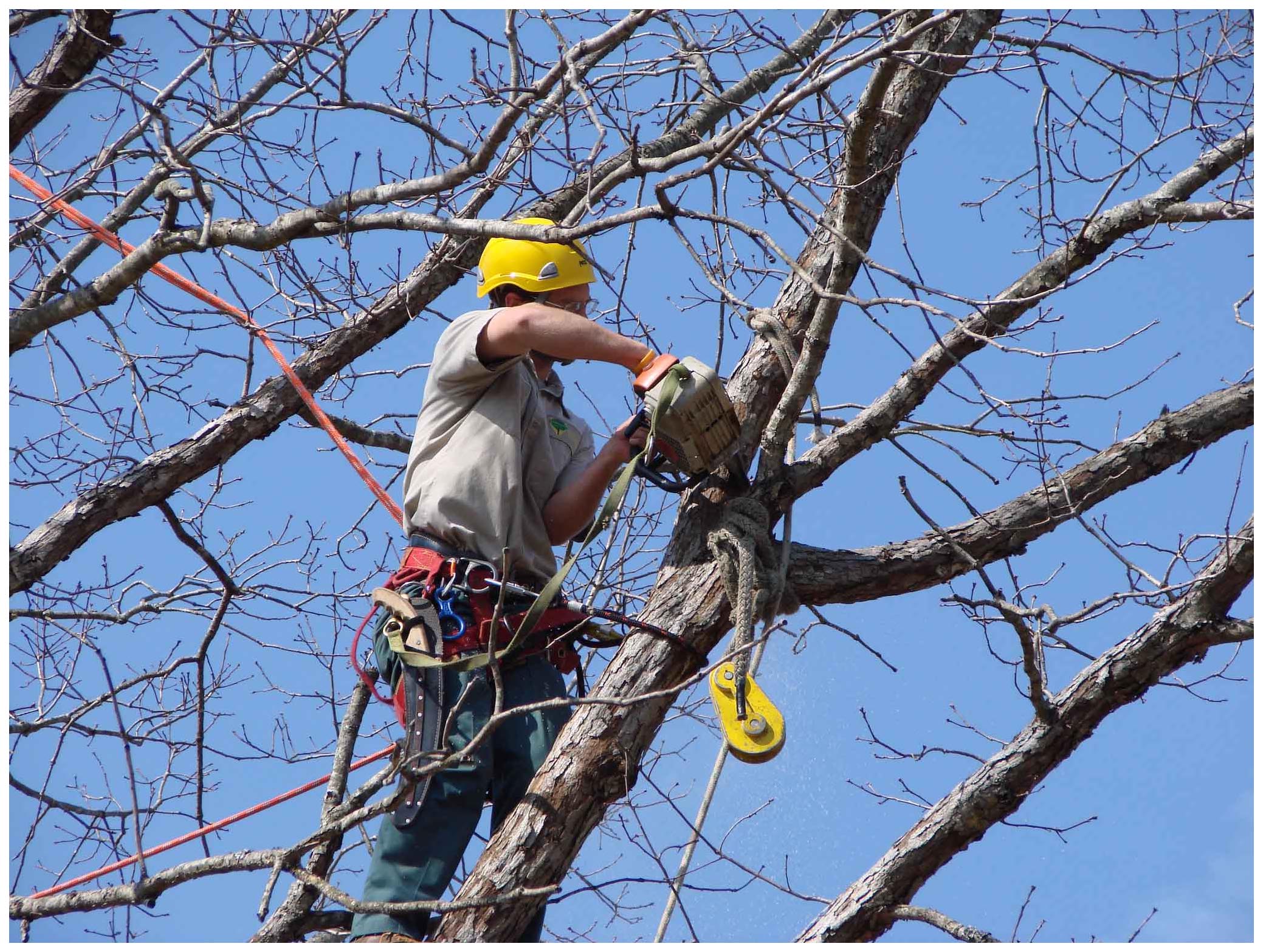 Fall Tree Pruning and Removals