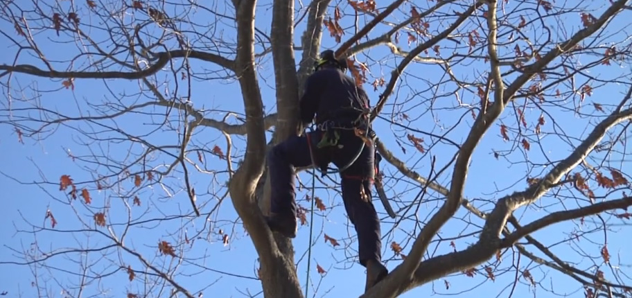 Fall Tree Pruning