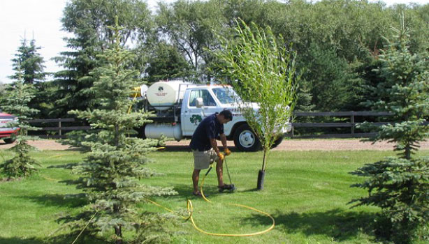 Fertilizing Trees