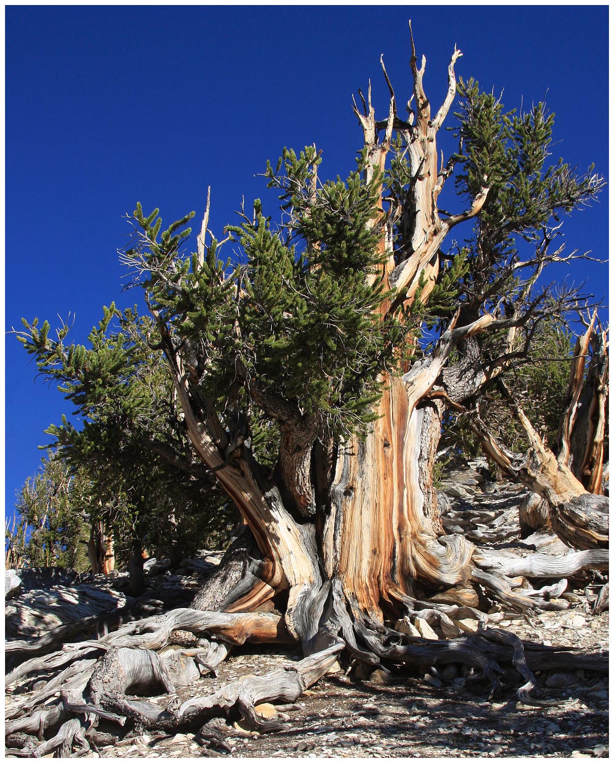 Great Basin bristlecone pine