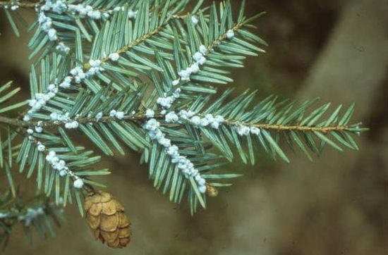 York Tree Services