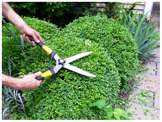 How Frequently Do Hedges and Shrubs Need to be Trimmed
