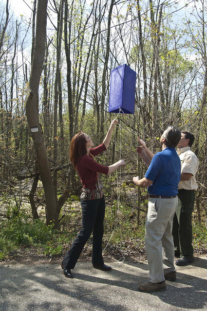 How Much Damage Does EAB Cause to the Toronto’s Economy