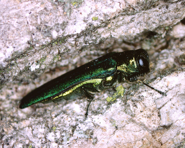 How does Emerald Ash Borer Kill the Ash Trees
