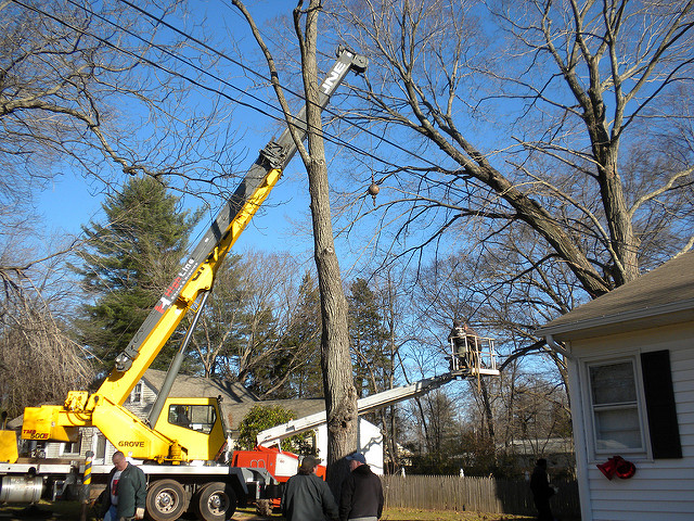 How to Prevent a Tree Removal