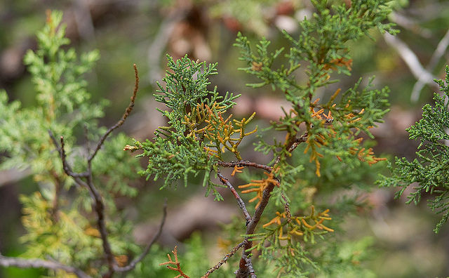 Juniper Rusts