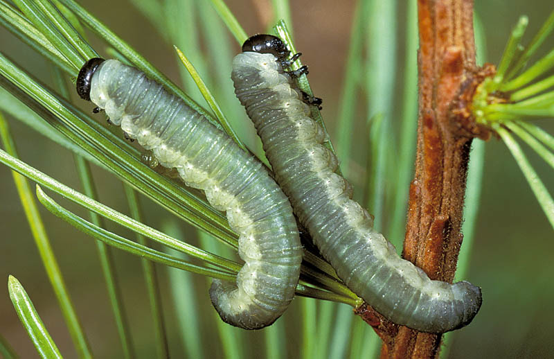 Larch Sawfly
