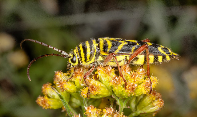 Locust Borer