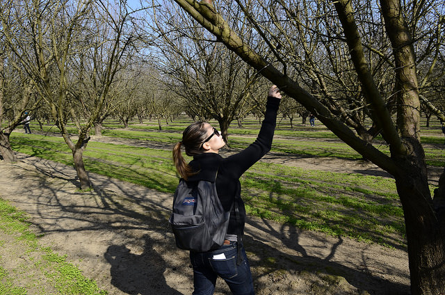 Maintenance for Mature Trees