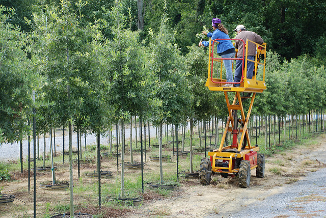 Caring for Young Trees