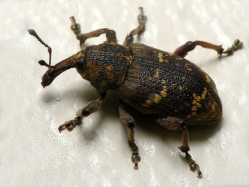 Northern Pine Weevil