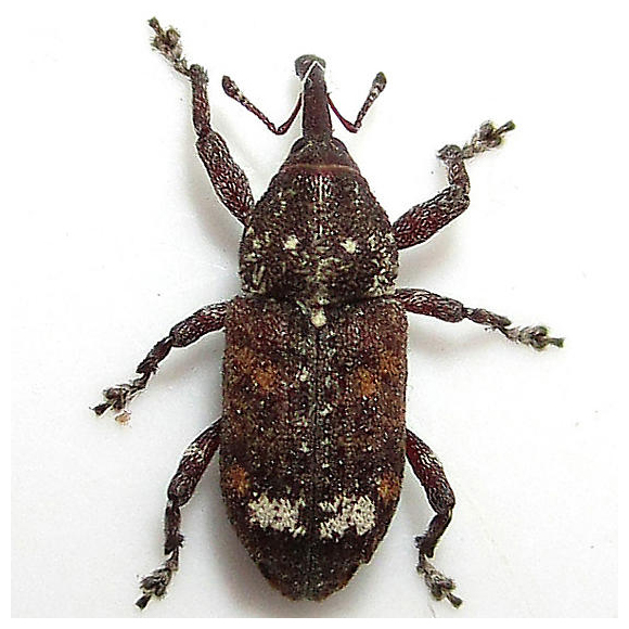 Northern Pine Weevil