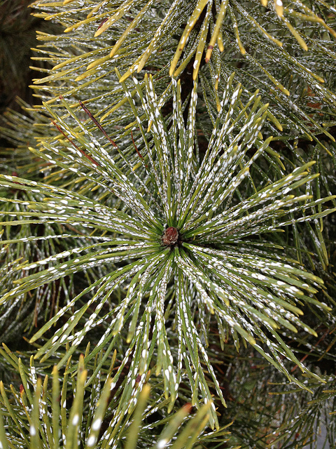Pine Needle Scale