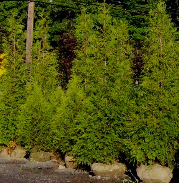 Planting Cedar Hedges