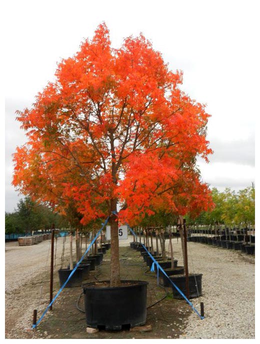 Planting Trees and Shrubs in the Fall