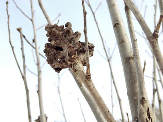 Poplar Vagabond Aphid