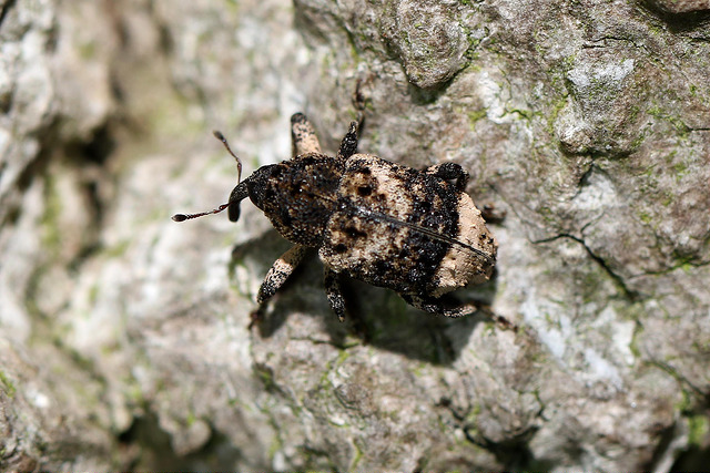 Poplar-and-Willow Borer