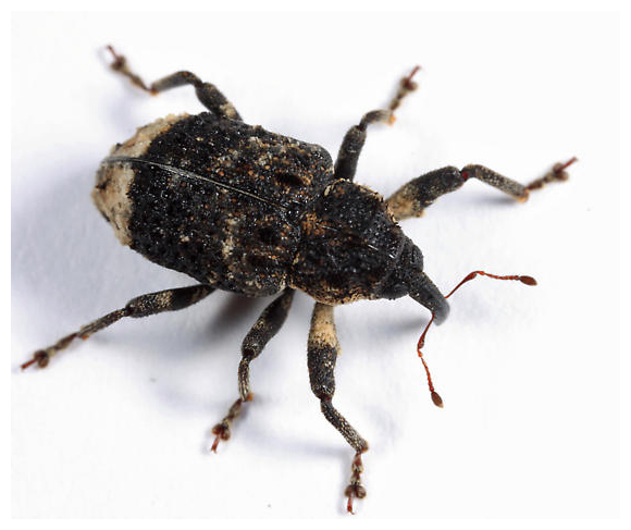 Poplar-and-Willow Borer