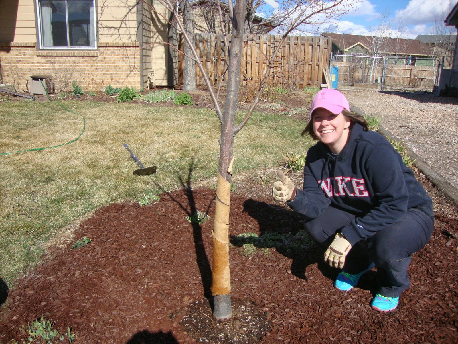 Replacing a Removed Tree with a New One
