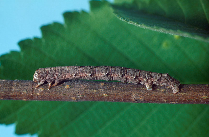 Spring Cankerworm