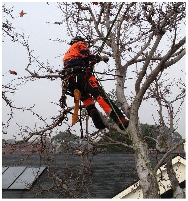 Tips for Fall Tree Pruning