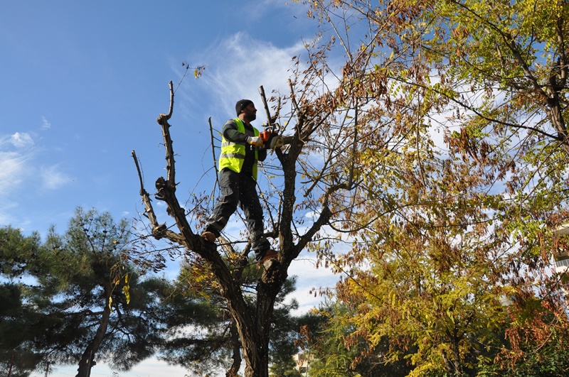 Tips on How to Prune Trees in the Fall