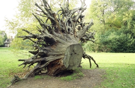 Top Reasons Why You Need to Remove a Tree Stump