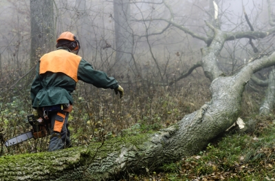 Toronto stump grinding