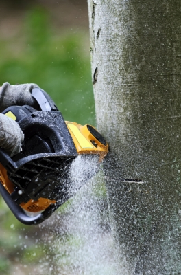 Toronto tree care