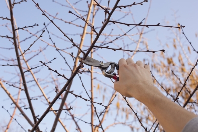 Toronto tree pruning