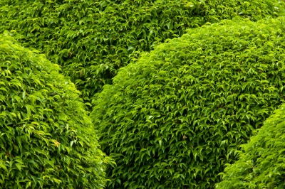 Toronto tree trimming