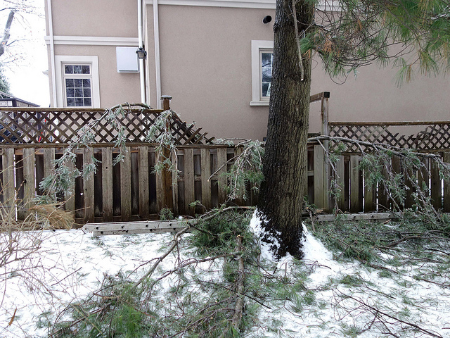 Tree Care Tips to Help You Prevent Storm Damage in Winter