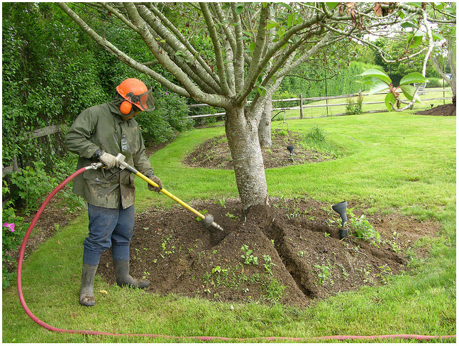 Full Range of Tree Care Services in Brampton