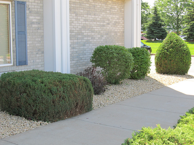 Tree Doctors Can Help You Keep Your Shrubs Beautiful and Healthy