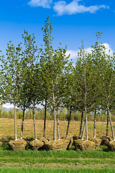 young green leaf trees planting