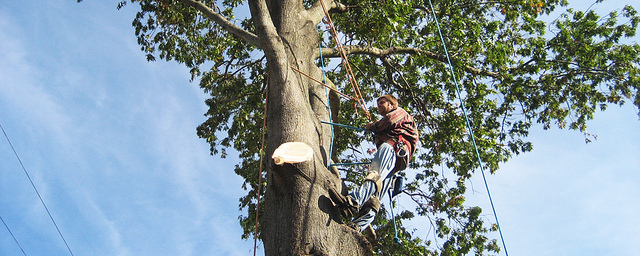 Tree Doctors Can Help You with Tree Removal