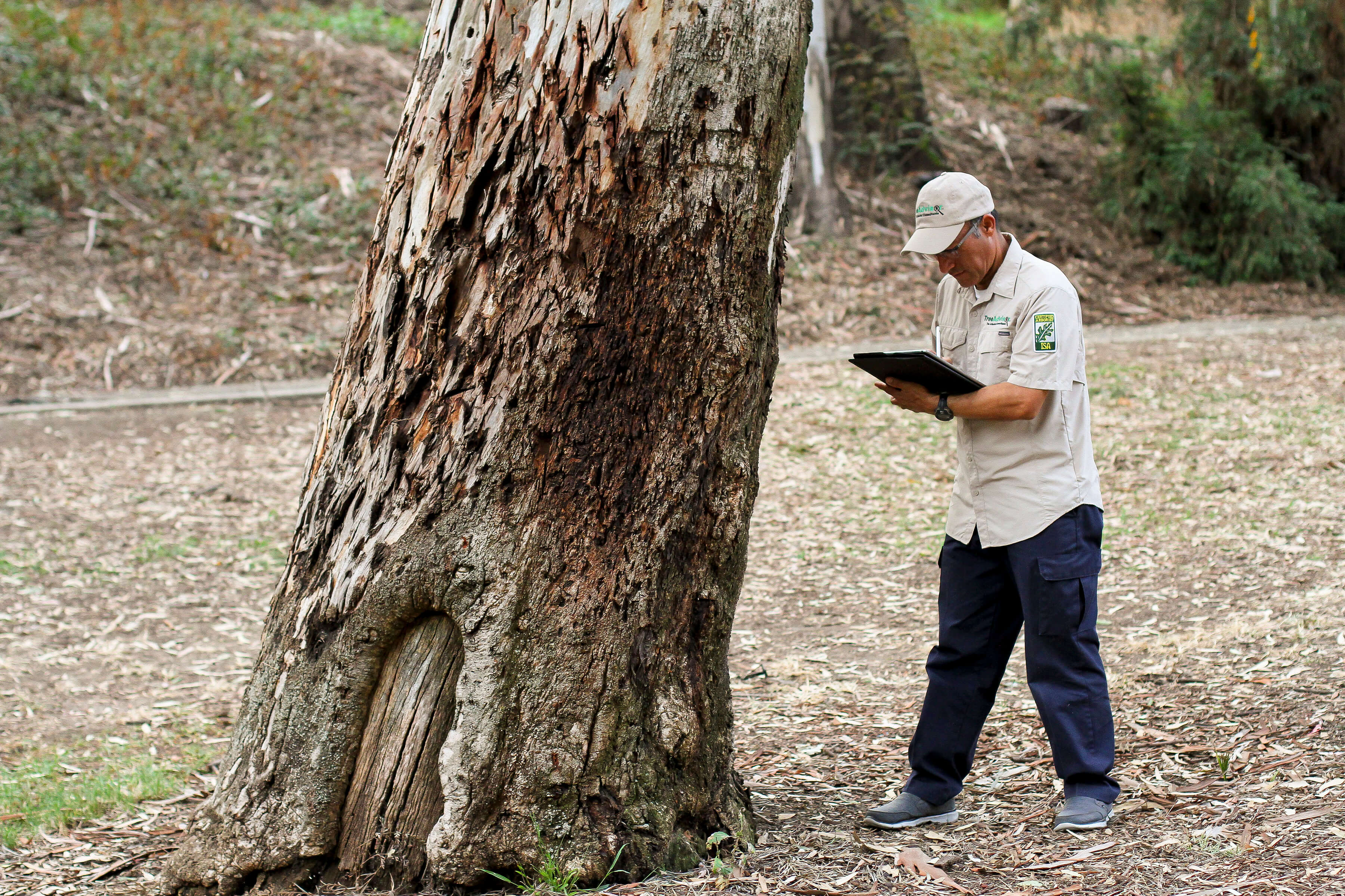 Tree Doctors Offers Arborist Reports and All Types of Arborist Services