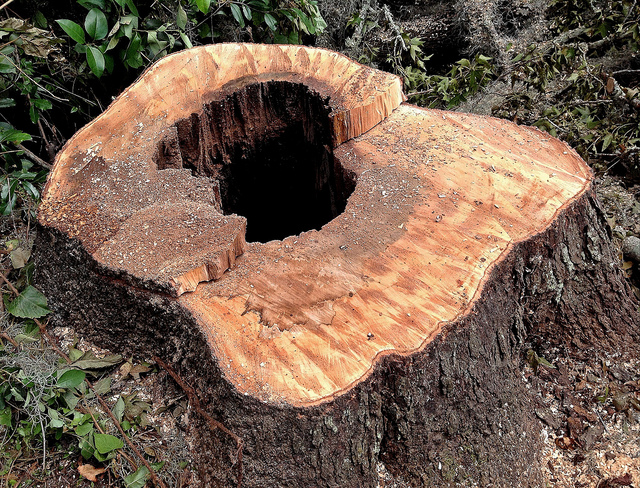 Tree Doctors Offers Tree Stump Removal Services in Toronto