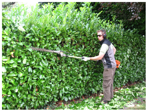 Tree Doctors Provide Hedge and Shrub Trimming Service in Toronto