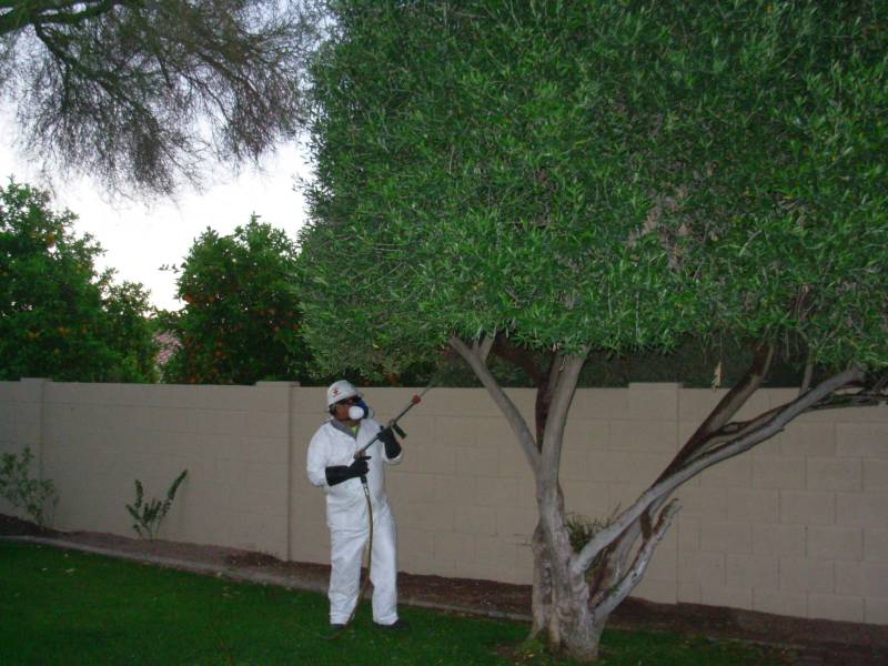 Tree Pest and Disease Control