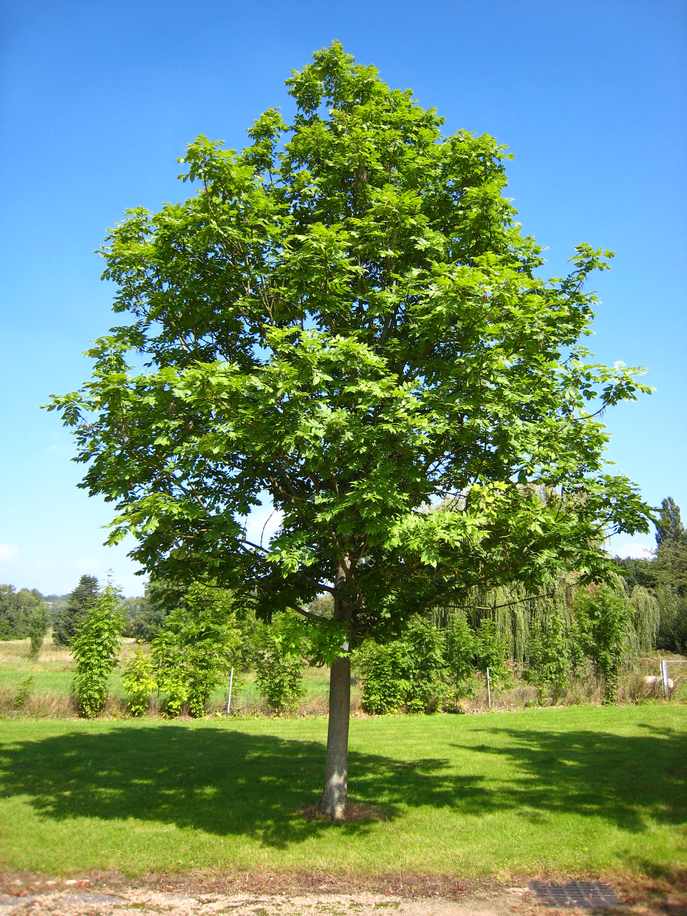 Tree Planting in Toronto